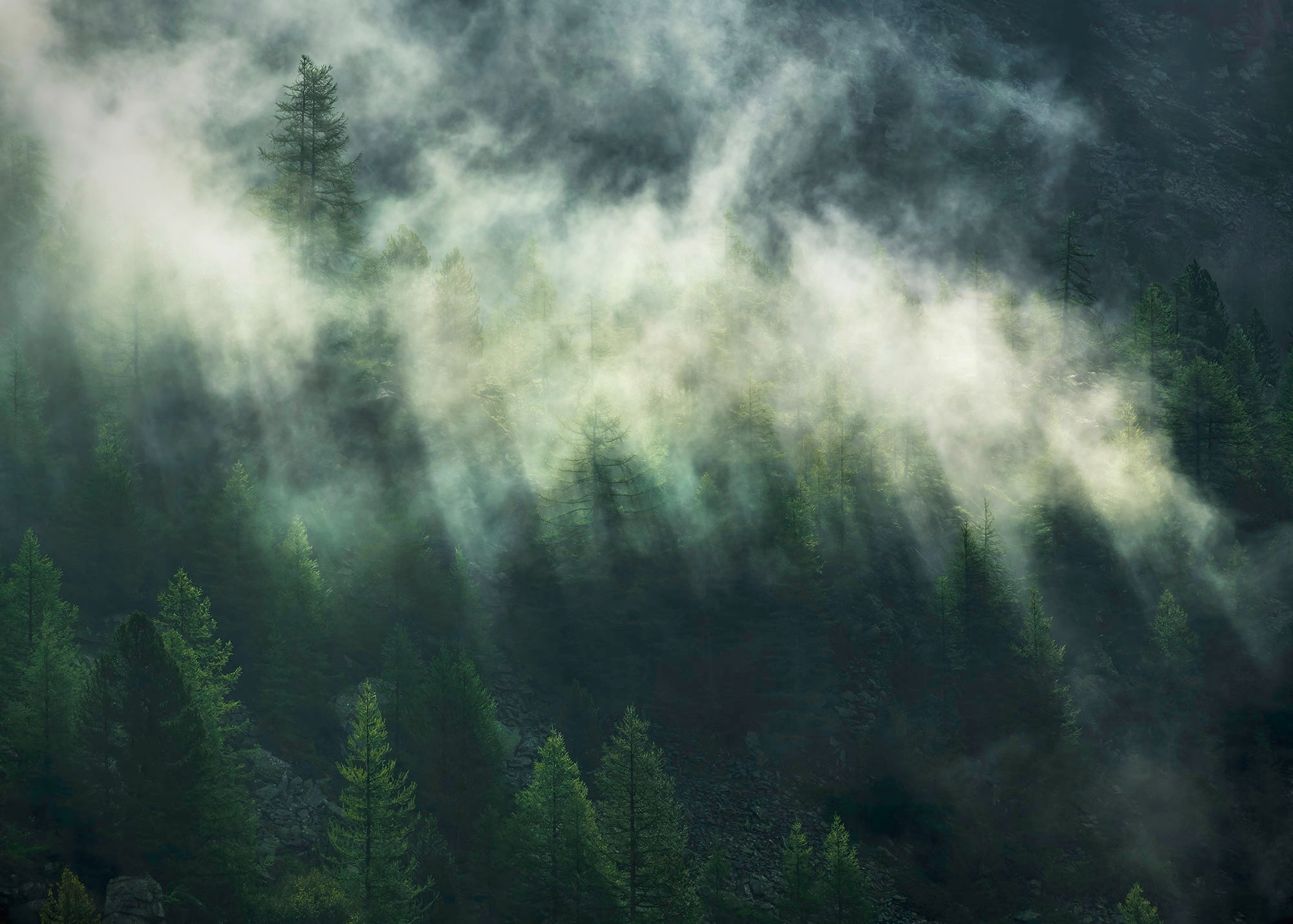 Image of Komar Fototapete »Misty Crowns«, bedruckt-floral-realistisch bei Ackermann Versand Schweiz