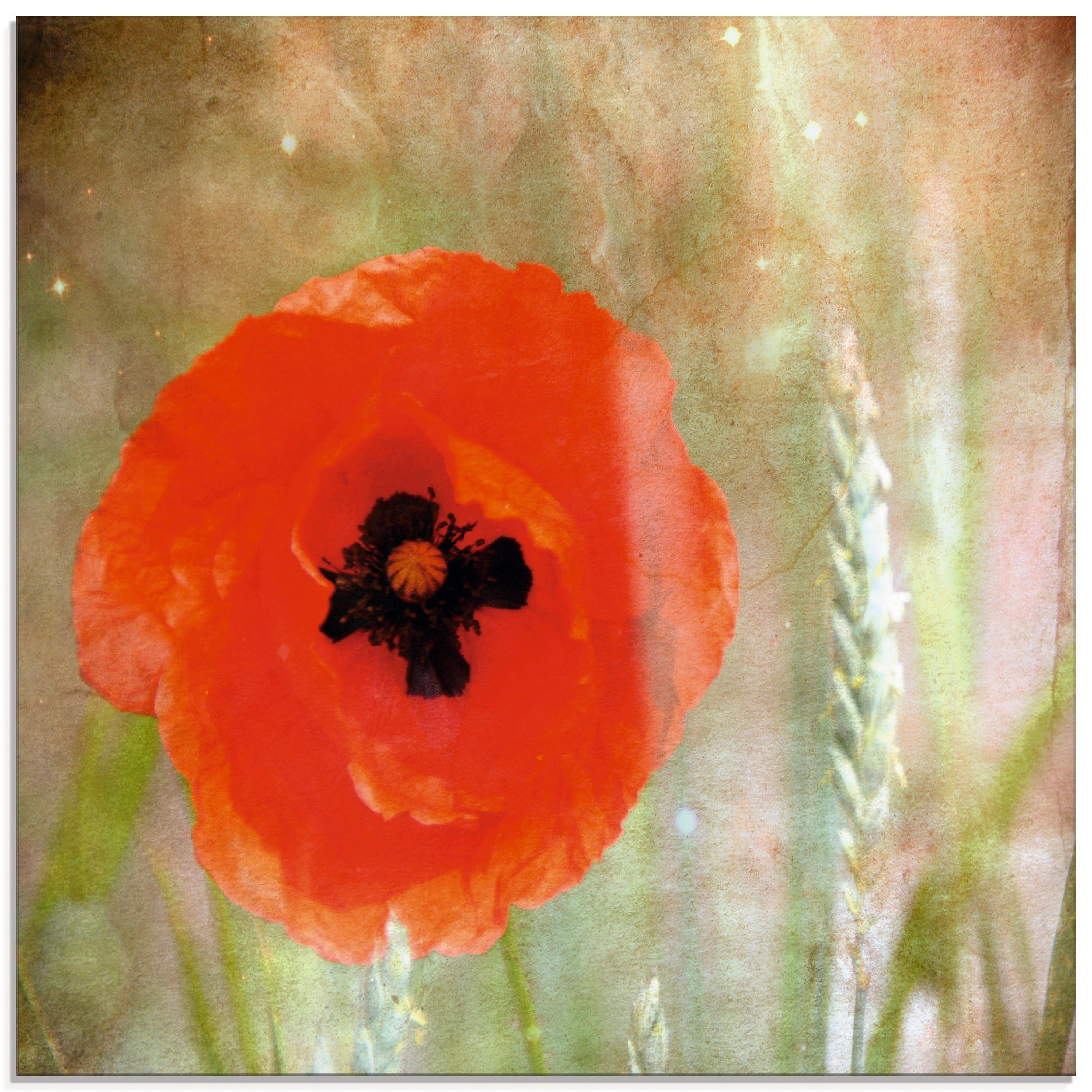 Image of Artland Glasbild »Klatschmohn«, Blumen, (1 St.) bei Ackermann Versand Schweiz