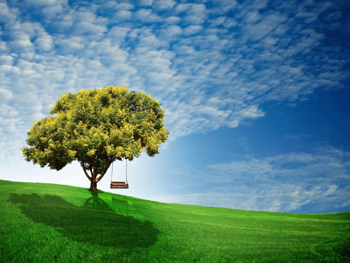 Image of Papermoon Fototapete "Goldener Regenbaum"