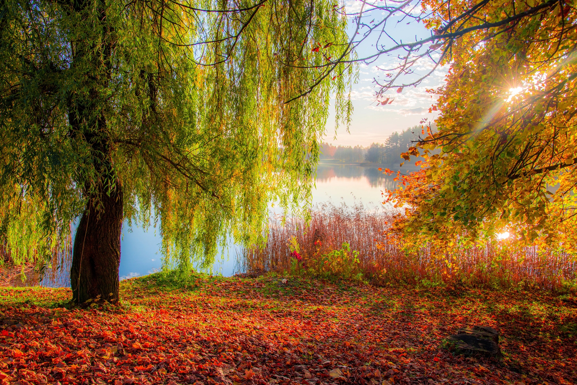 Image of Papermoon Fototapete "HERBST-SEE-SONNE WALD UFER WASSER WALD BÄUME STRAND"