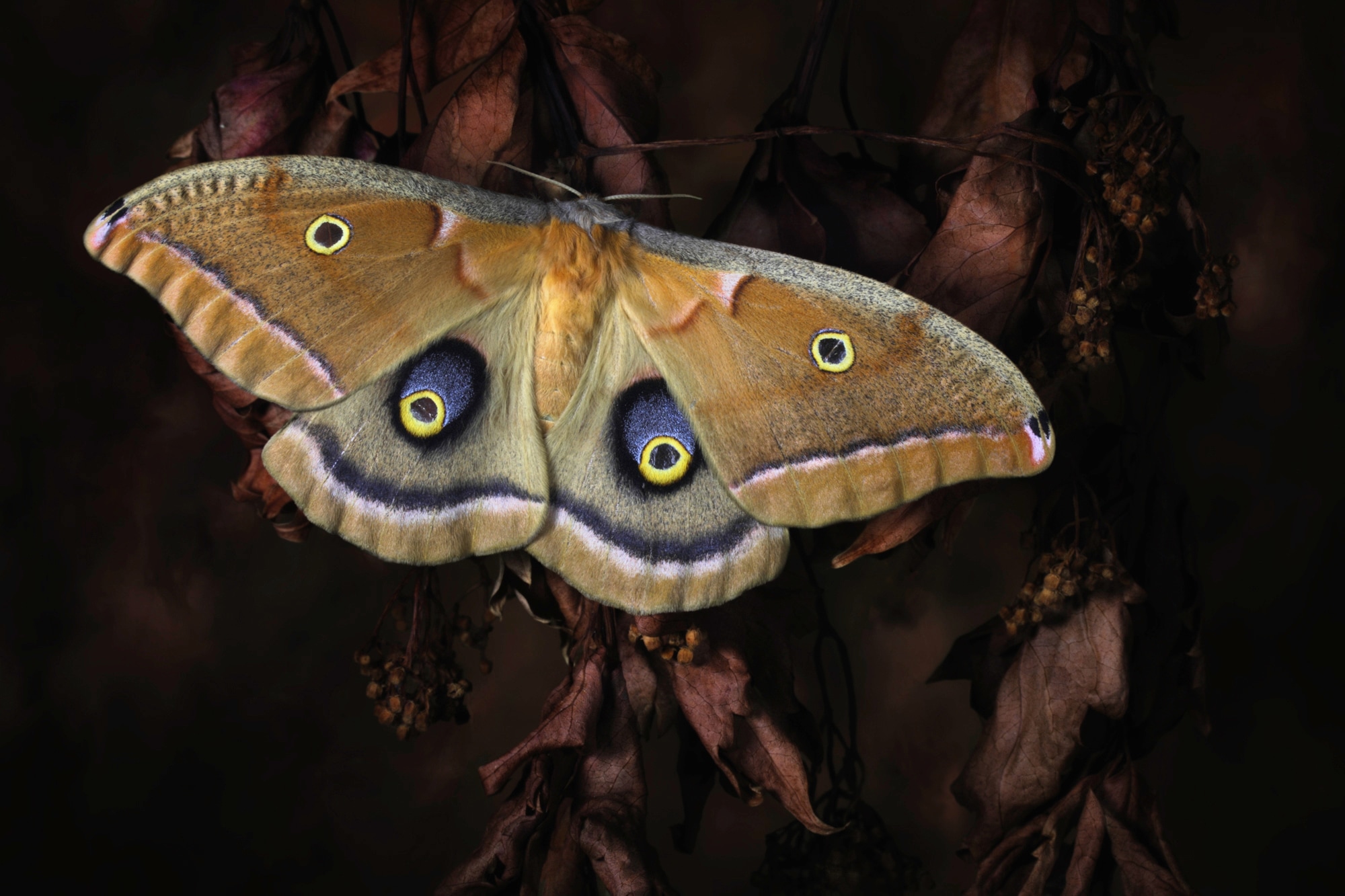 Image of Papermoon Fototapete "Photo-Art JIMMY HOFFMAN, POLYPHEMUS, SCHMETTERLING"