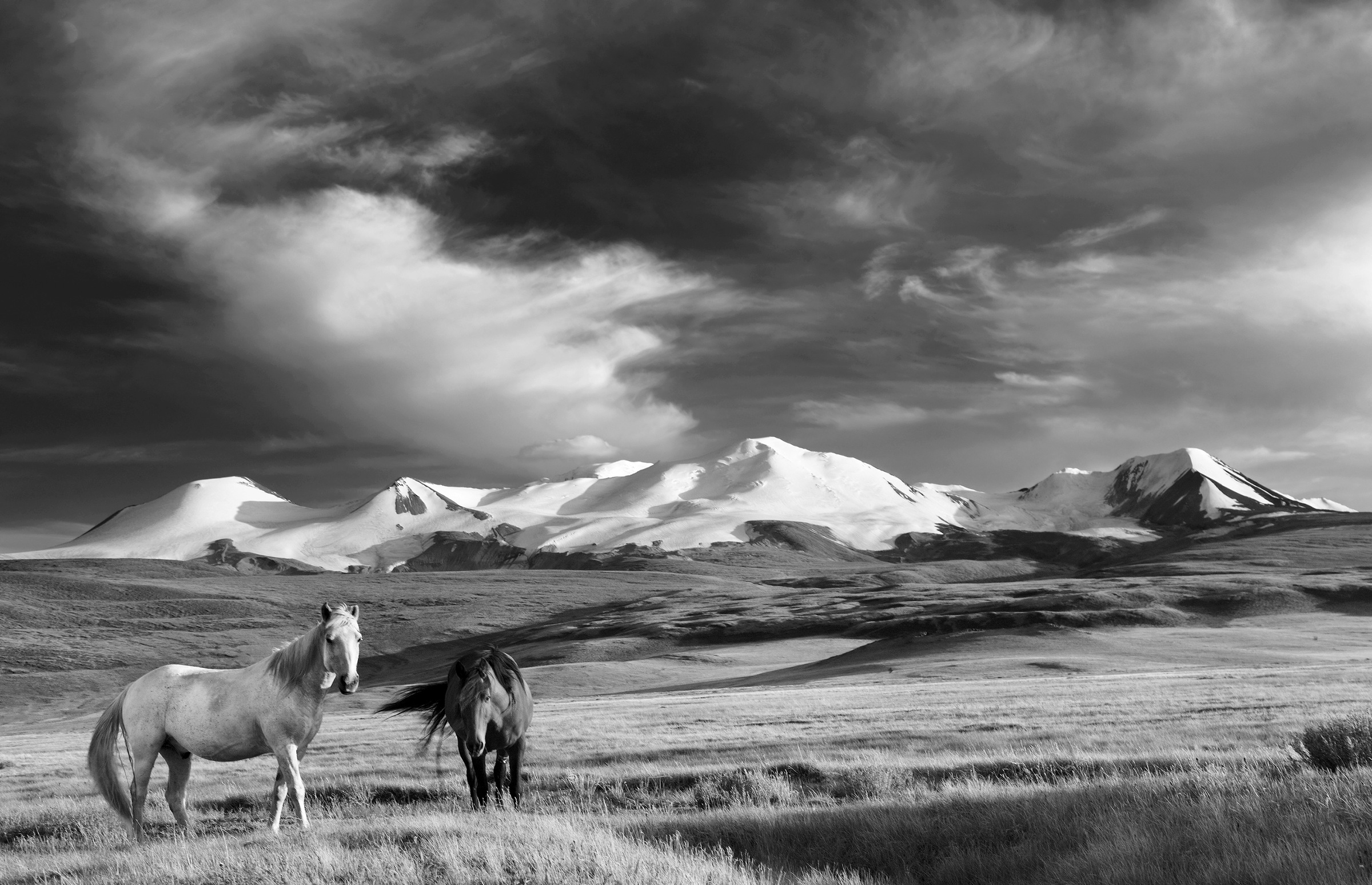 Image of Papermoon Fototapete »Pferde, Steppe Schwarz & Weiss«, Vliestapete, hochwertiger Digitaldruck, inklusive Kleister bei Ackermann Versand Schweiz
