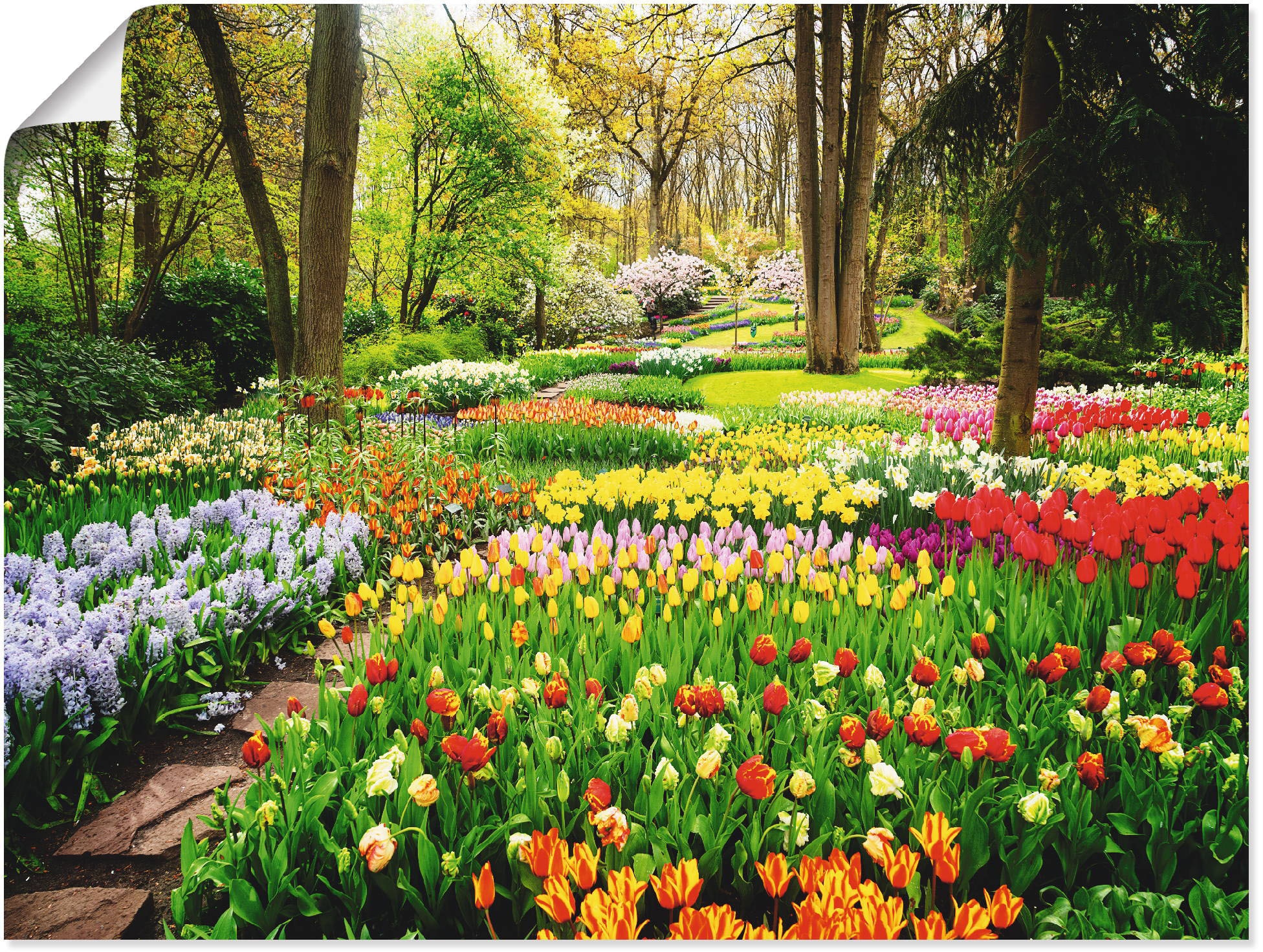 Blumenwiese, als St.), Alubild, Garten Leinwandbild, Wandbild Wandaufkleber »Tulpen oder (1 Grössen in versch. Poster Frühling«, Artland
