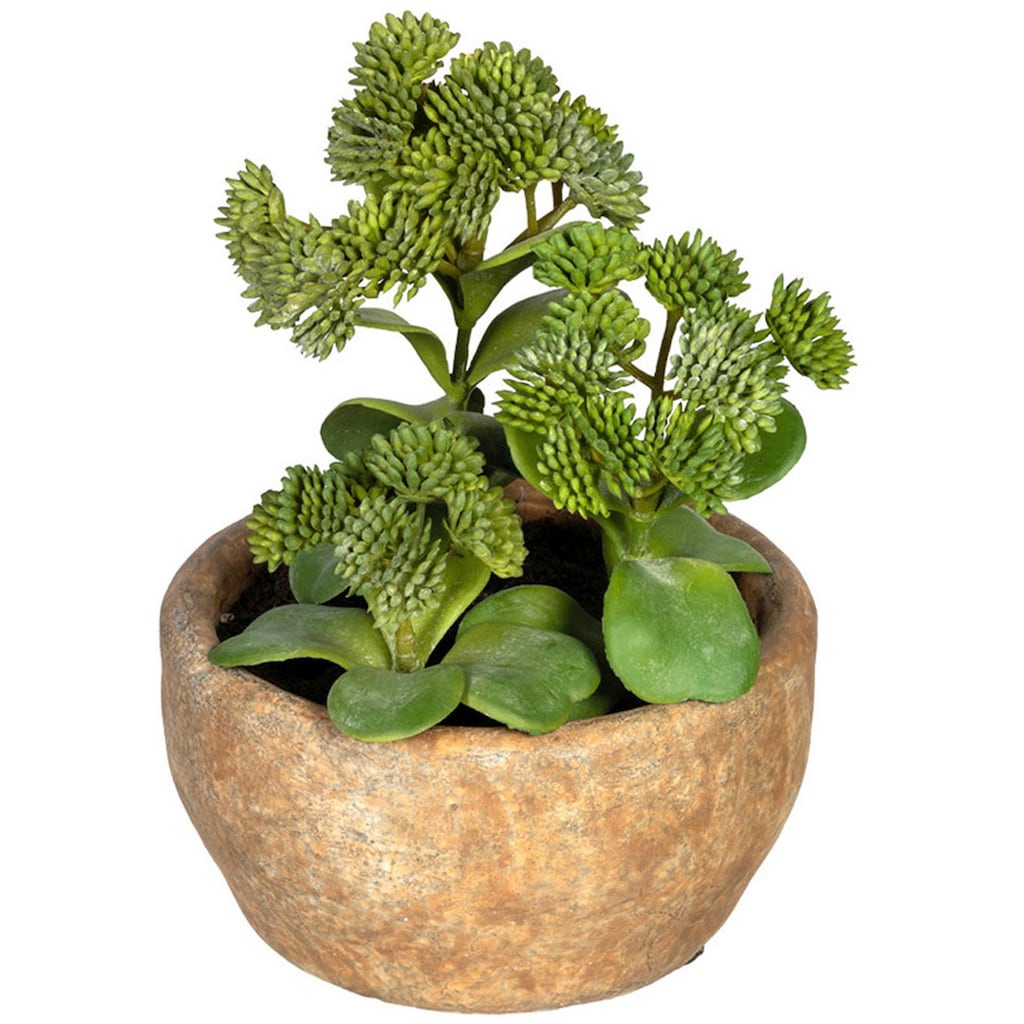 Creativ green Künstliche Zimmerpflanze »Sukkulenten Sedum und Aloe«, im Zementtopf, 2er Set