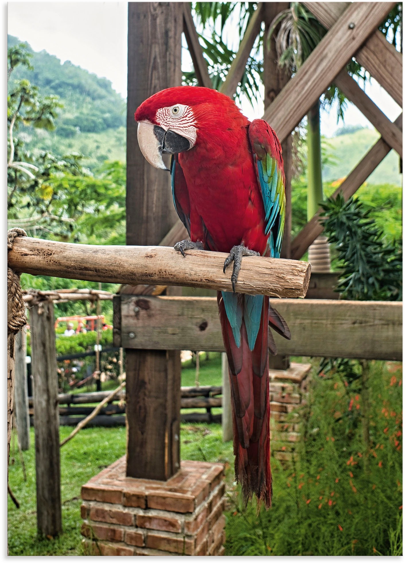 Image of Artland Wandbild »Ara in der Domenikanischen Republik«, Vogelbilder, (1 St.), in vielen Grössen & Produktarten - Alubild / Outdoorbild für den Aussenbereich, Leinwandbild, Poster, Wandaufkleber / Wandtattoo auch für Badezimmer geeignet bei Ackermann Versa