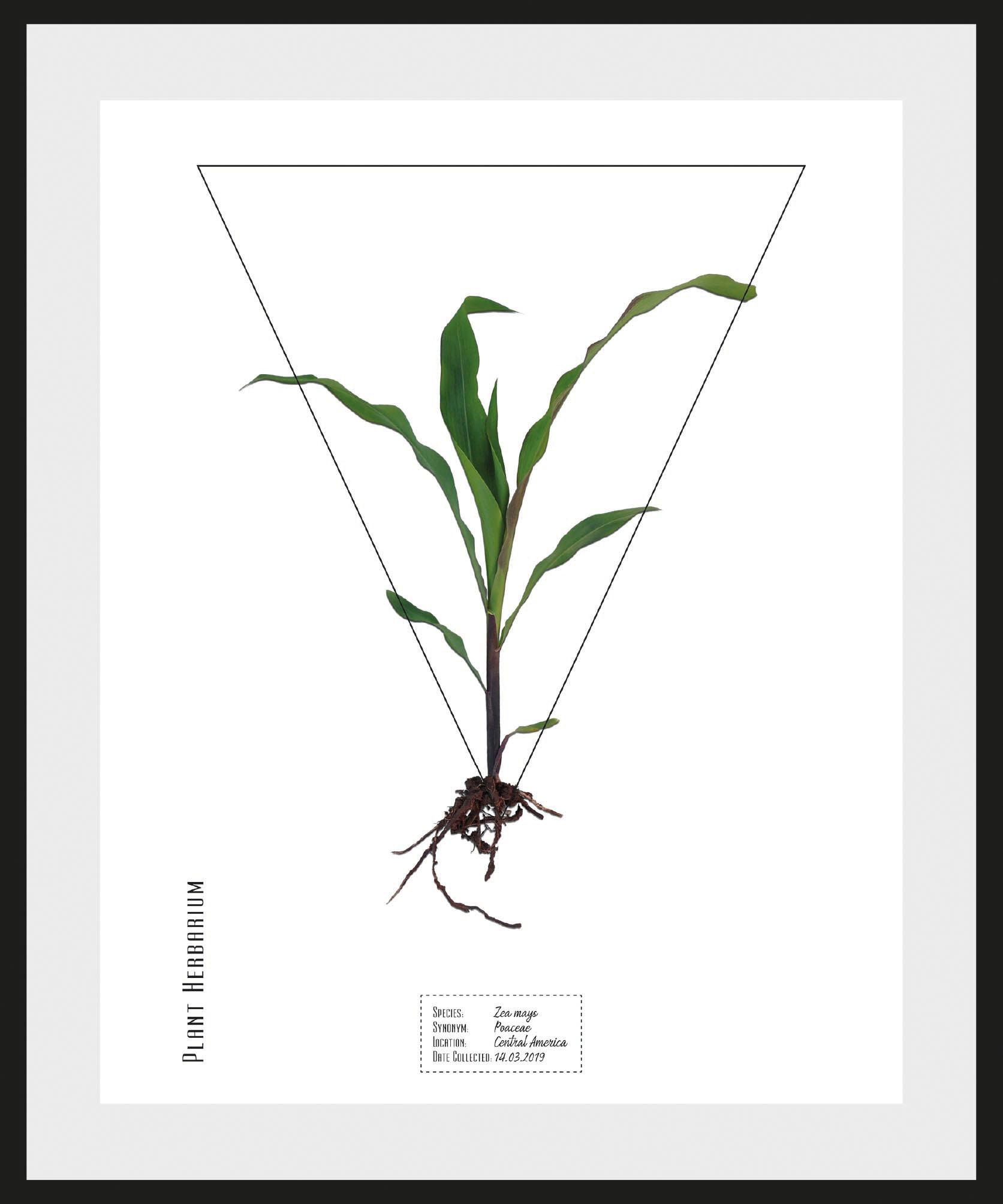 Image of andas Bild »Pflanze Zea mays«, mit Rahmen bei Ackermann Versand Schweiz