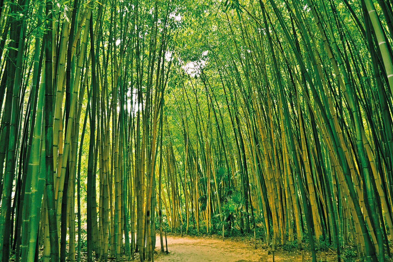 Image of Papermoon Fototapete "Bamboo Forest" glatt