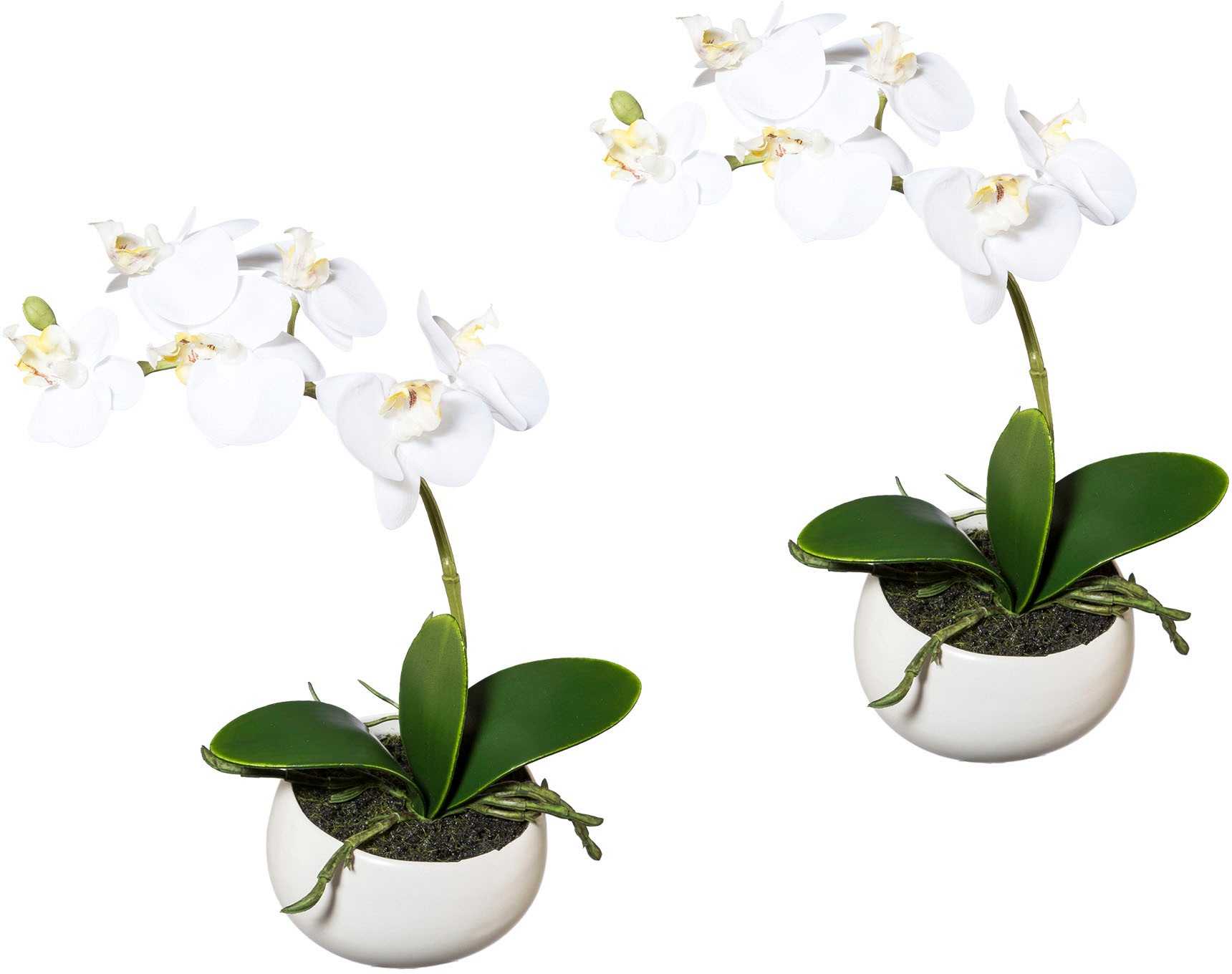 Image of Creativ green Kunstorchidee »Phalaenopsis«, (2 St.), 2er Set, in Keramikschale bei Ackermann Versand Schweiz
