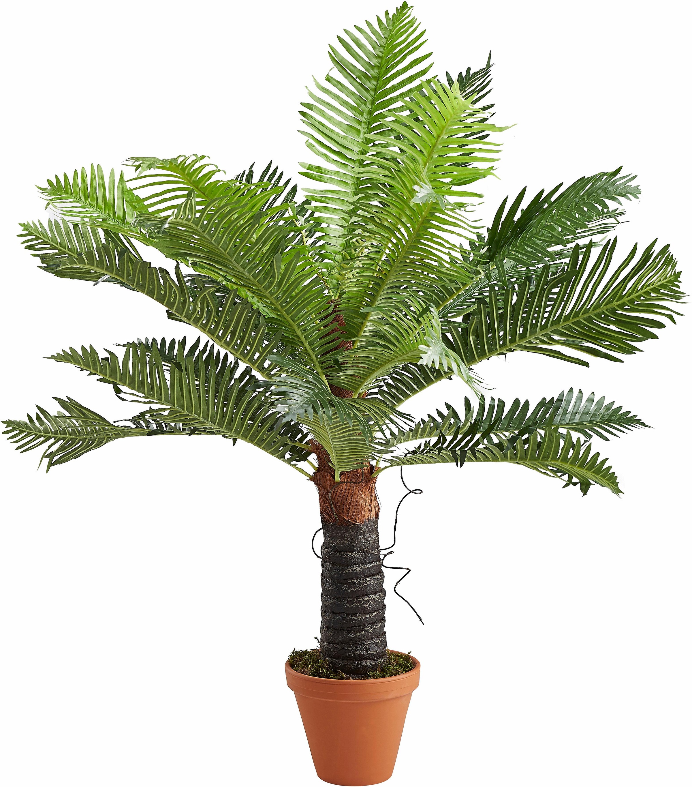 Image of Creativ green Kunstpalme »Baumfarn«, (1 St.) bei Ackermann Versand Schweiz
