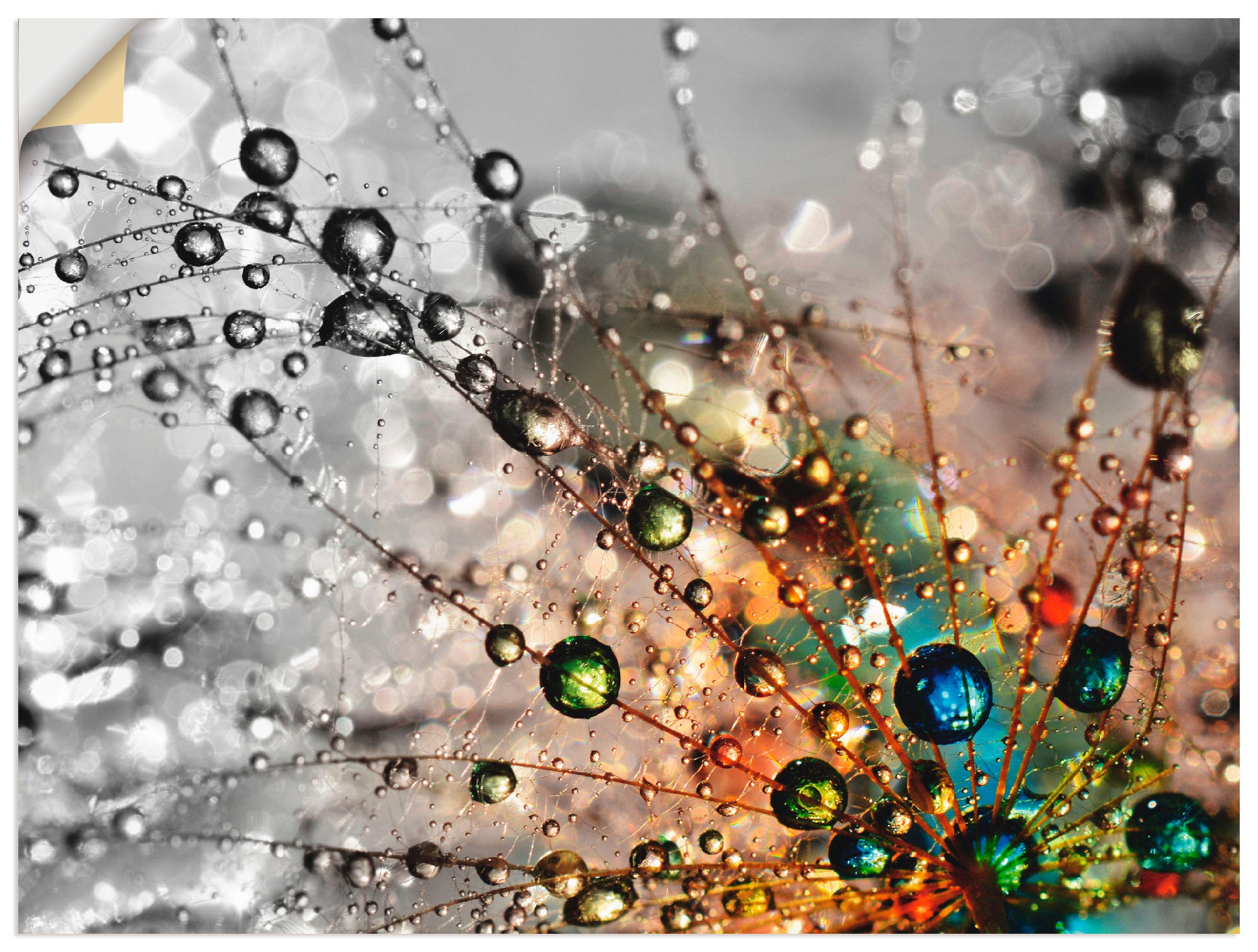 Image of Artland Wandbild »Farbenfrohe Natur«, Blumen, (1 St.) bei Ackermann Versand Schweiz