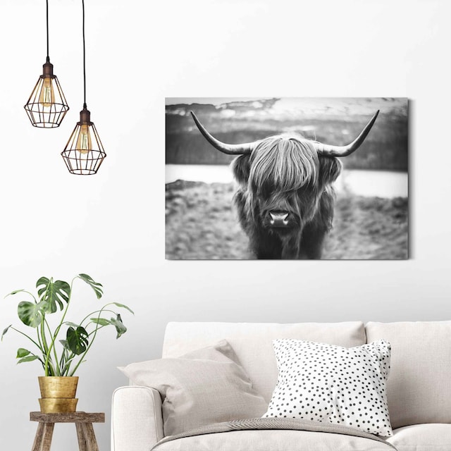 Reinders! Wandbild »Wandbild Schottische Hochlandrind Stier - Hörner -  Hochplateau«, Tiere, (1 St.) jetzt kaufen