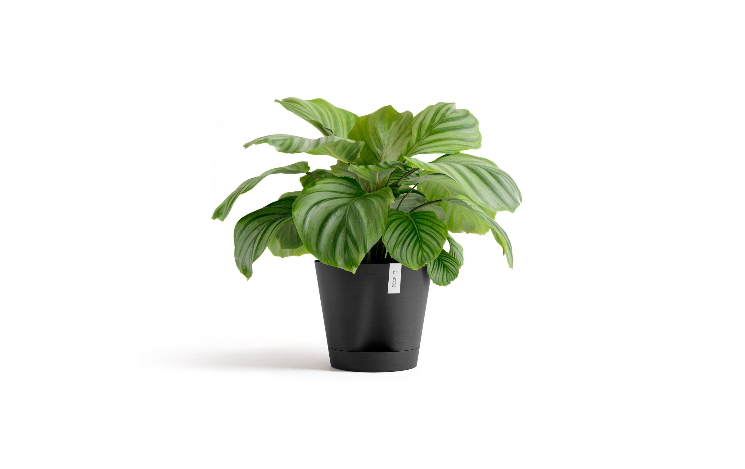 ECOPOTS Pot de fleurs »Venice 2 Ø 30 cm«