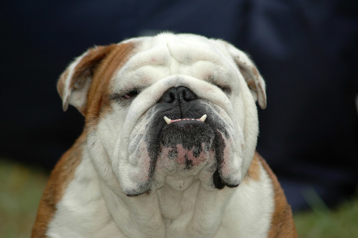 Image of Papermoon Fototapete "Englisches Bulldoggenporträt"