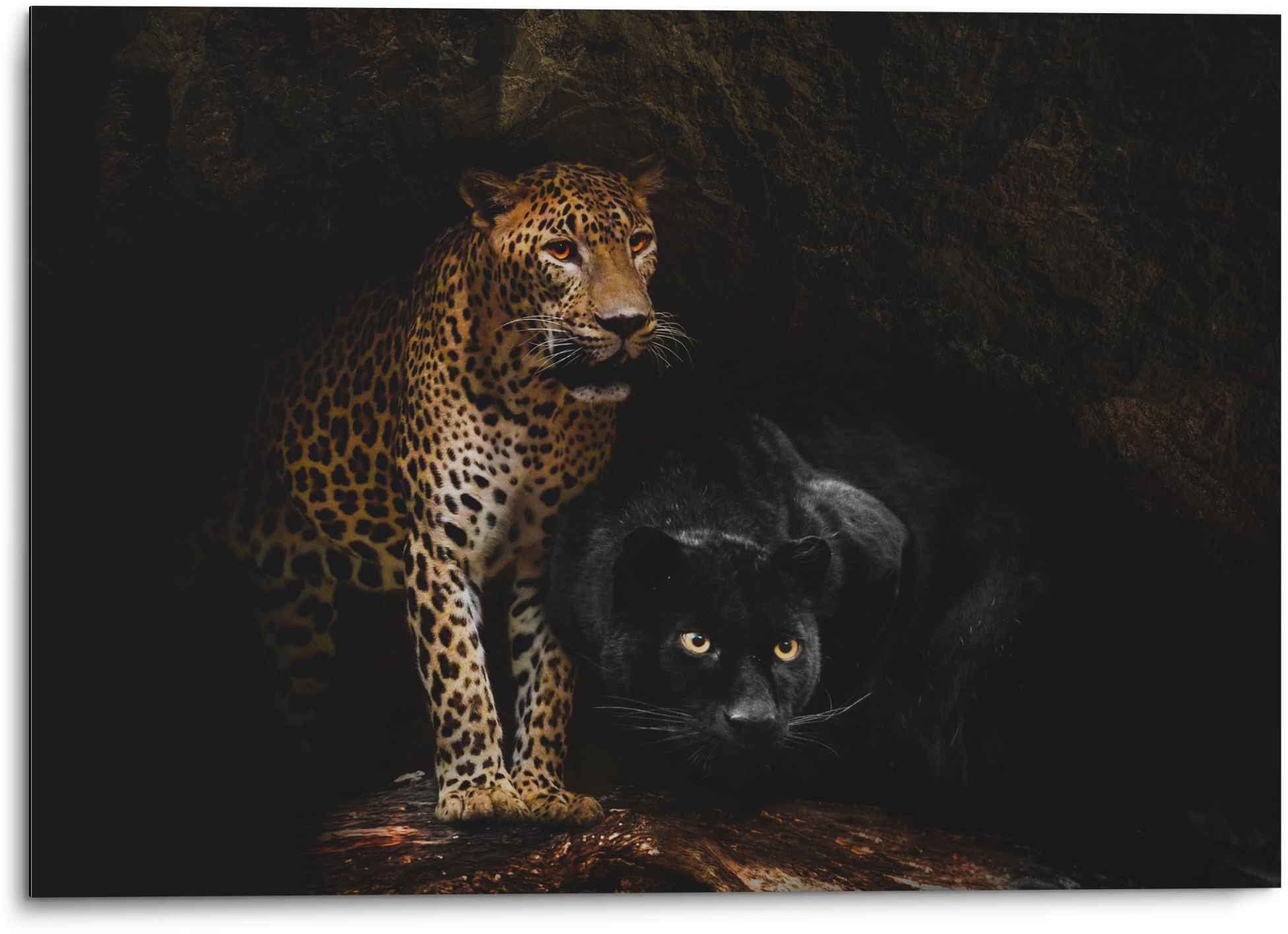 Reinders! Wandbild »Aluminium Wandbild Raubtiere Panther - Cougar - Katzen - Höhle«, Wildtiere, (1 St.)
