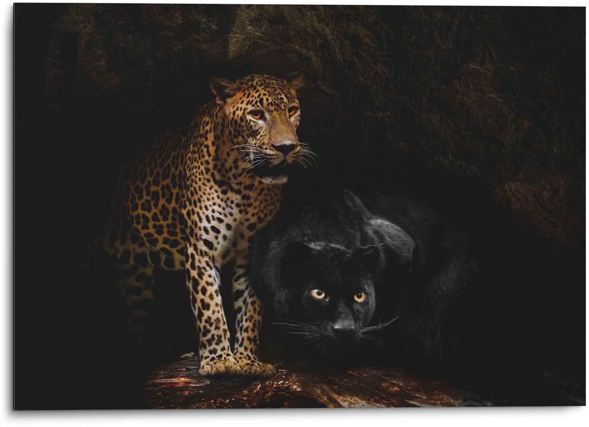 Image of Reinders Wandbild "Aluminium Wandbild Raubtiere Panther - Cougar - Katzen - Höhle" Wildtiere 1 Stk. tlg.
