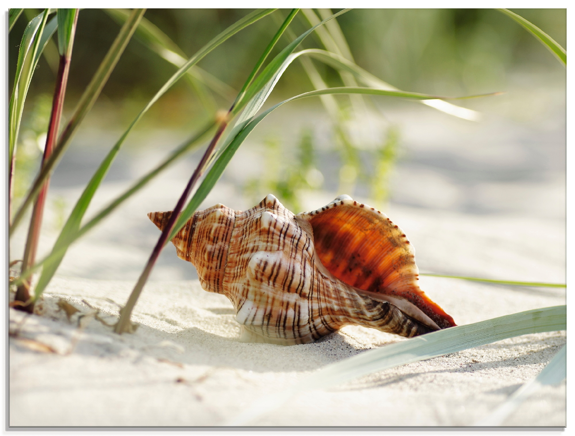 Glasbild »Grosse Muschel am Strand«, Wassertiere, (1 St.), in verschiedenen Grössen