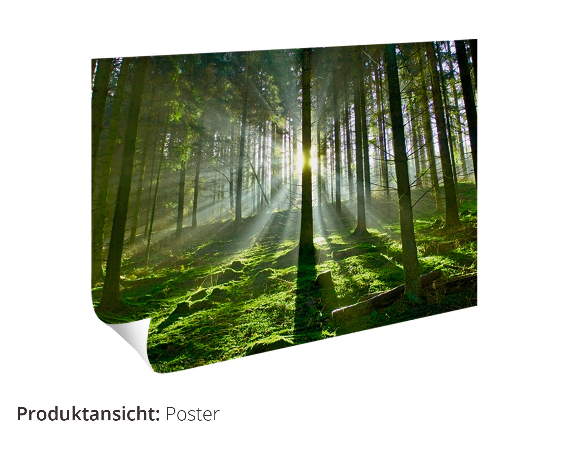 Artland Wandbild mit Grössen kaufen Bach«, Leinwandbild, günstig St.), als Poster Wandaufkleber »Fensterblick oder - Wald (1 Wald, in versch