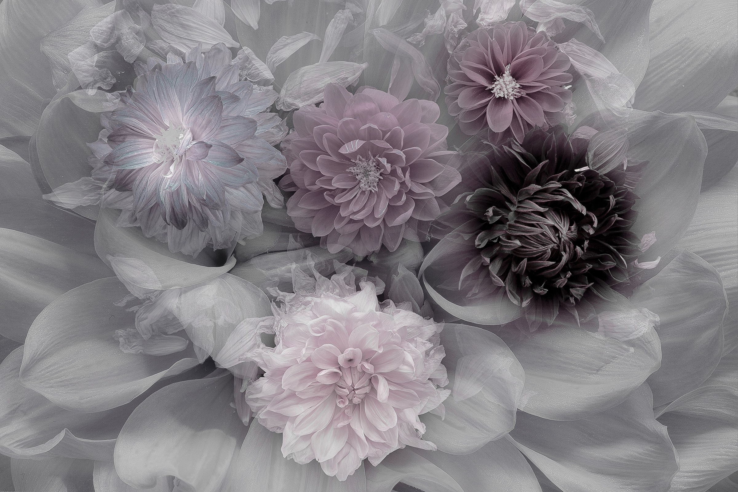 Image of Papermoon Fototapete »Photo-Art INGE SCHUSTER, DAHLIA DREAM«, Vliestapete, hochwertiger Digitaldruck, inklusive Kleister bei Ackermann Versand Schweiz