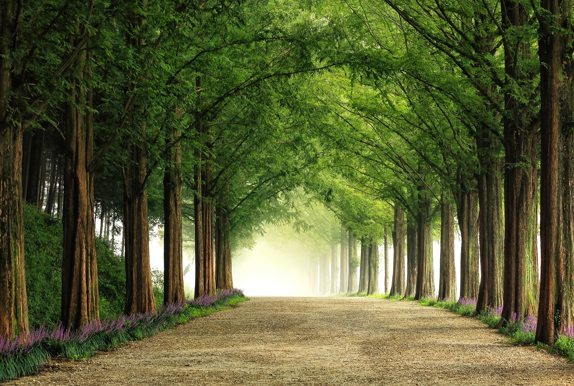 Image of Papermoon Fototapete »Photo-Art TIGER SEO, METASEQUOIA ROAD«, Vliestapete, hochwertiger Digitaldruck, inklusive Kleister bei Ackermann Versand Schweiz