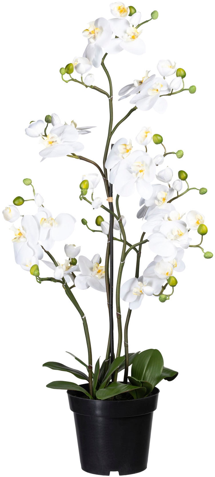 Creativ green Kunstorchidee »Phalaenopsis« kaufen