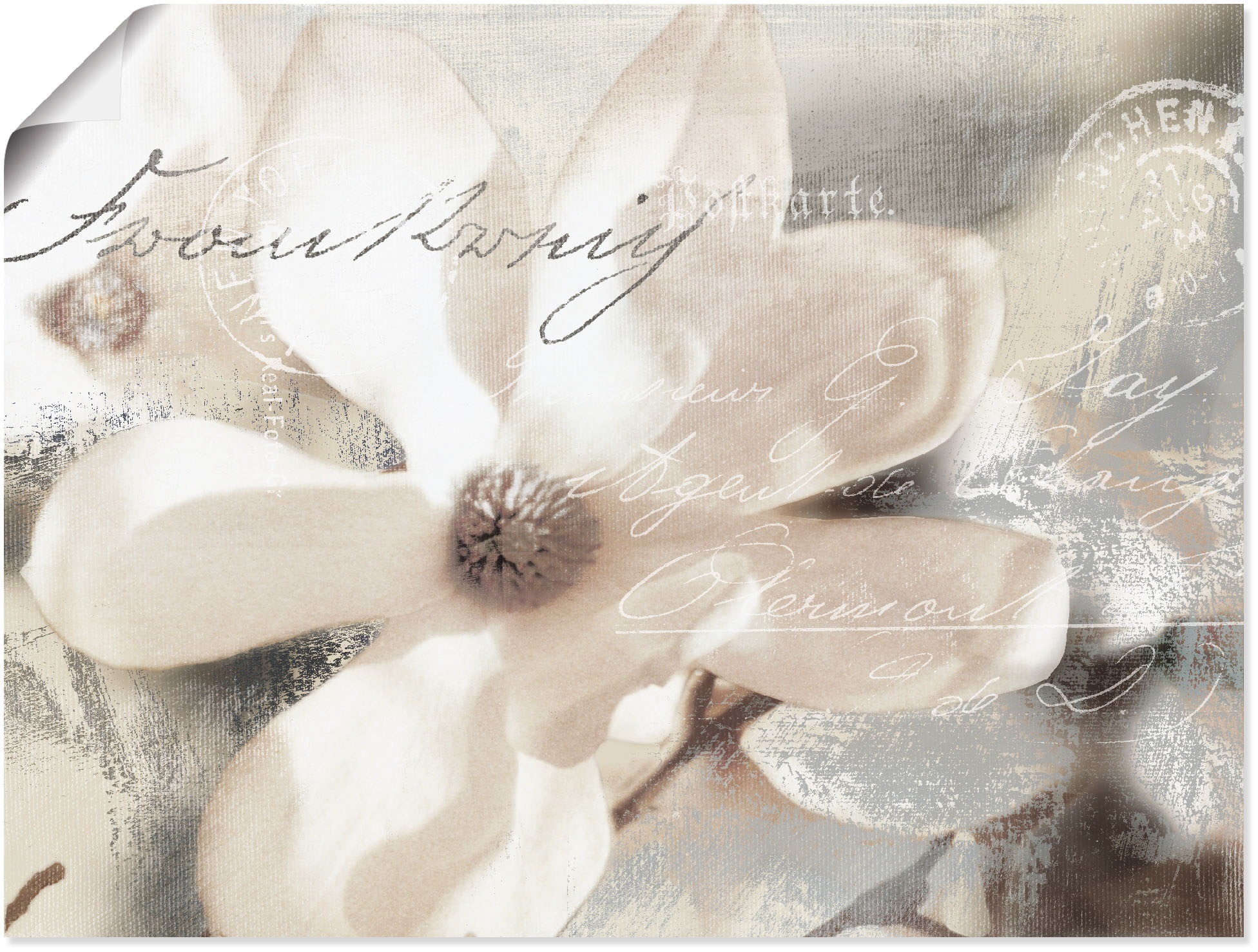 Image of Artland Wandbild "Magnolie Detail" Blumenbilder 1 Stk. tlg. als Alubild, Leinwandbild, Poster in verschied. Grössen