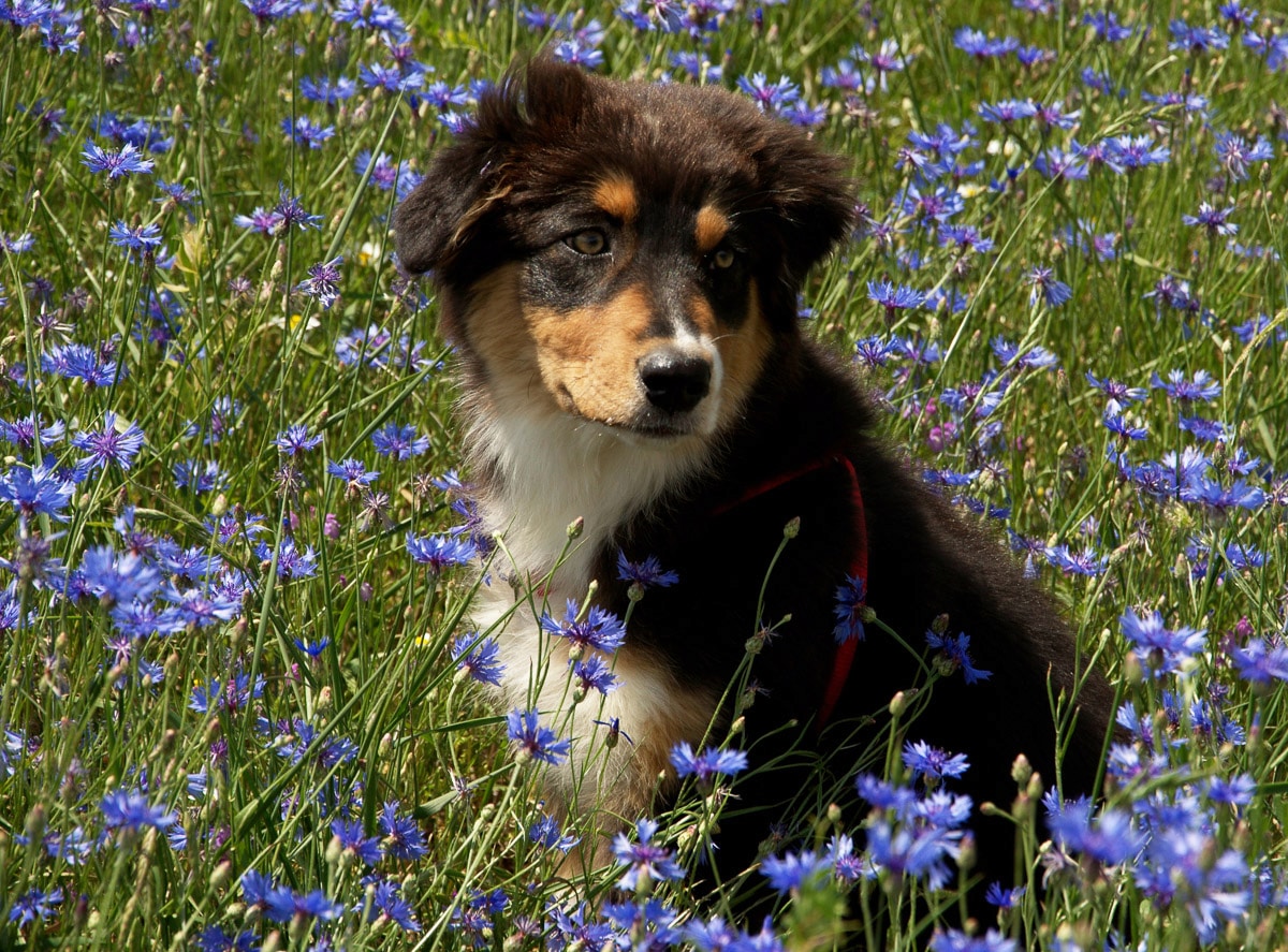 Image of Papermoon Fototapete "Hütehund Welpe Australian Sheppard in Blumenwiese"