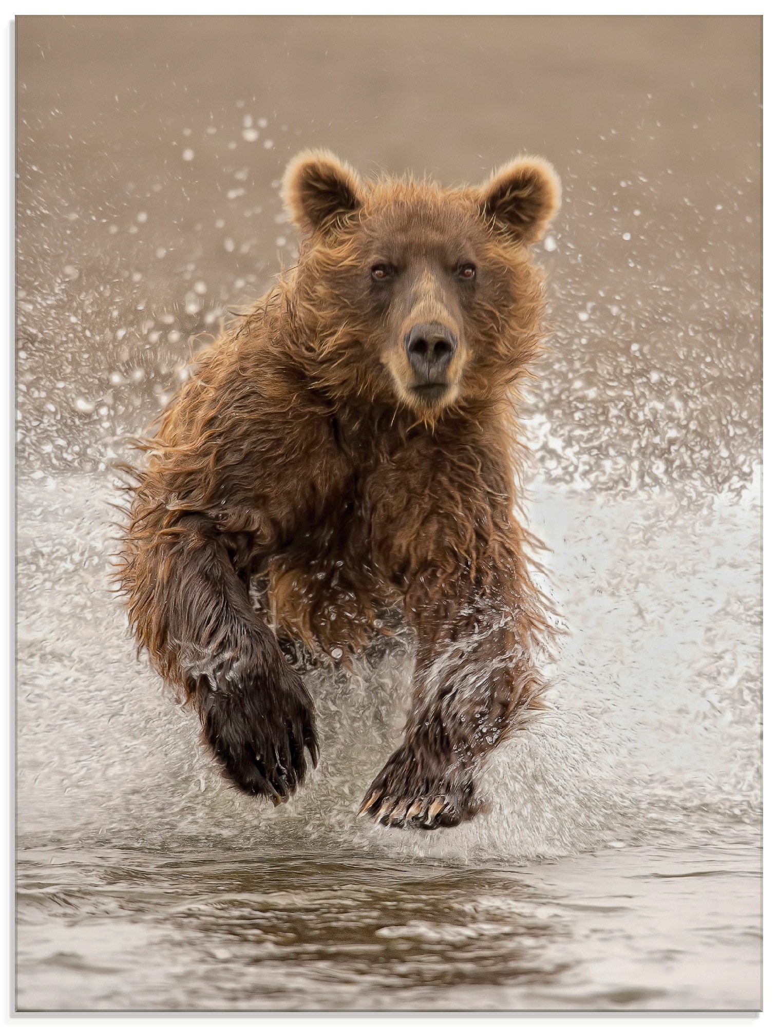 Image of Artland Glasbild »Bären beim Spielen II«, Wildtiere, (1 St.) bei Ackermann Versand Schweiz