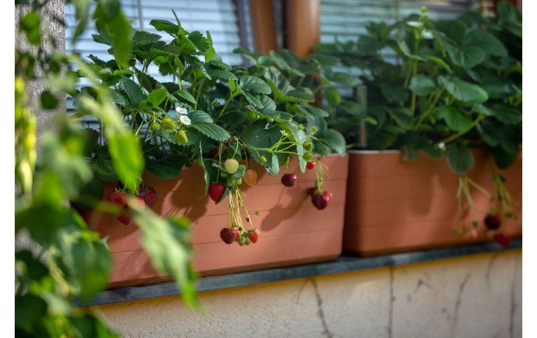   Bac à fleurs »Plastia Berberis 60 cm«