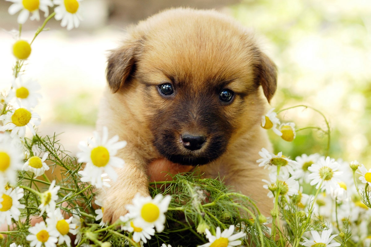Papermoon Papier peint photo »Hündchen Welpe«