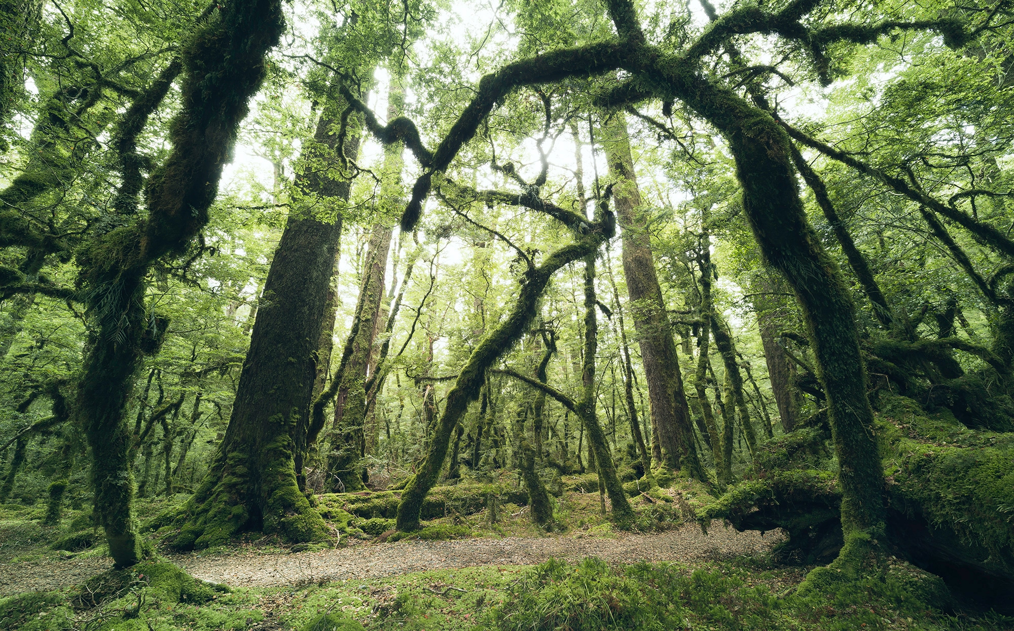 Image of Komar Vliestapete "Digitaldruck Vlies - Ancient Green - Grösse 450 x 280 cm" bedruckt glatt Wohnzimmer, Schlafzimmer