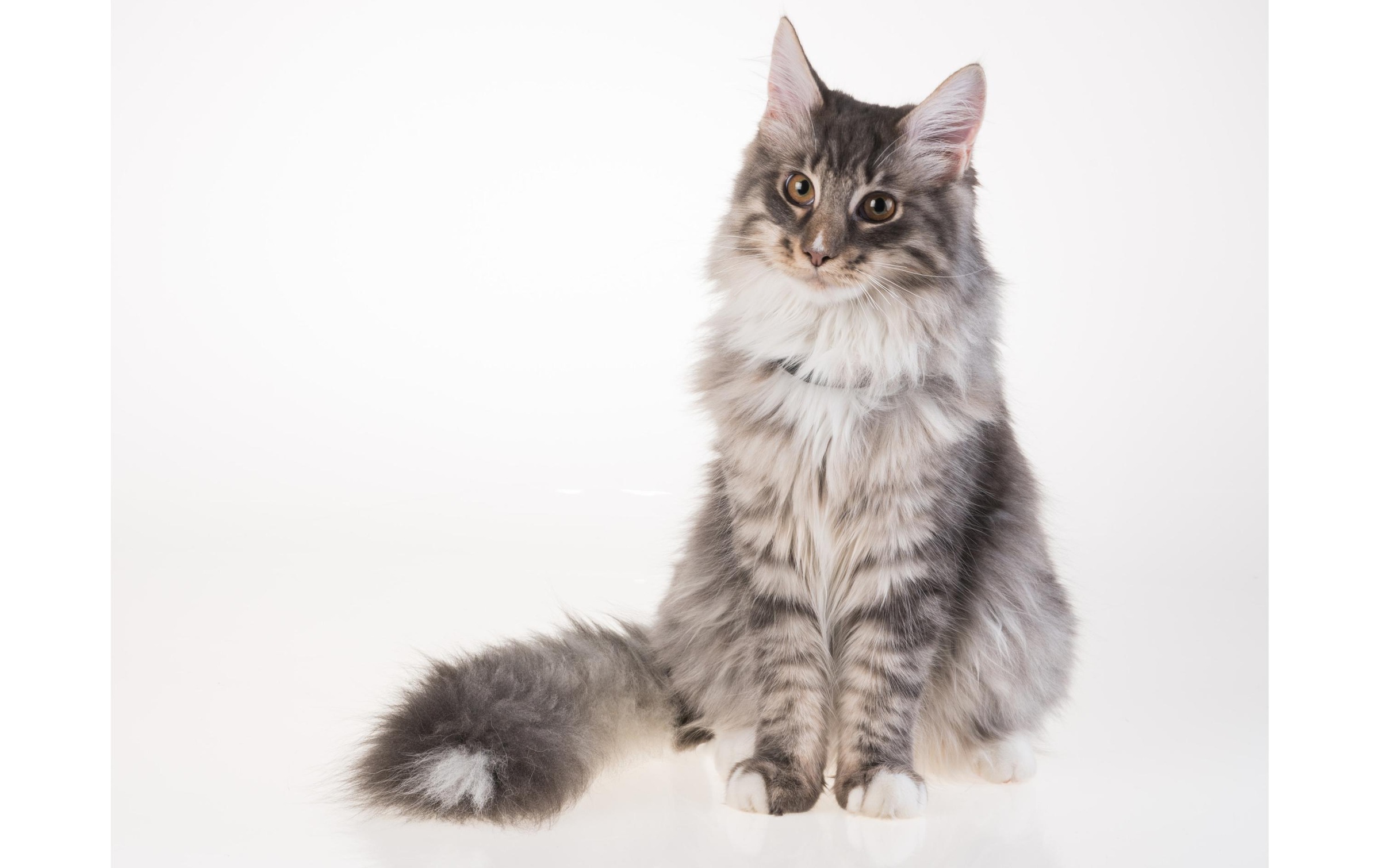 GPS-Tracker »PetTracer GPS-Katzenhalsband«