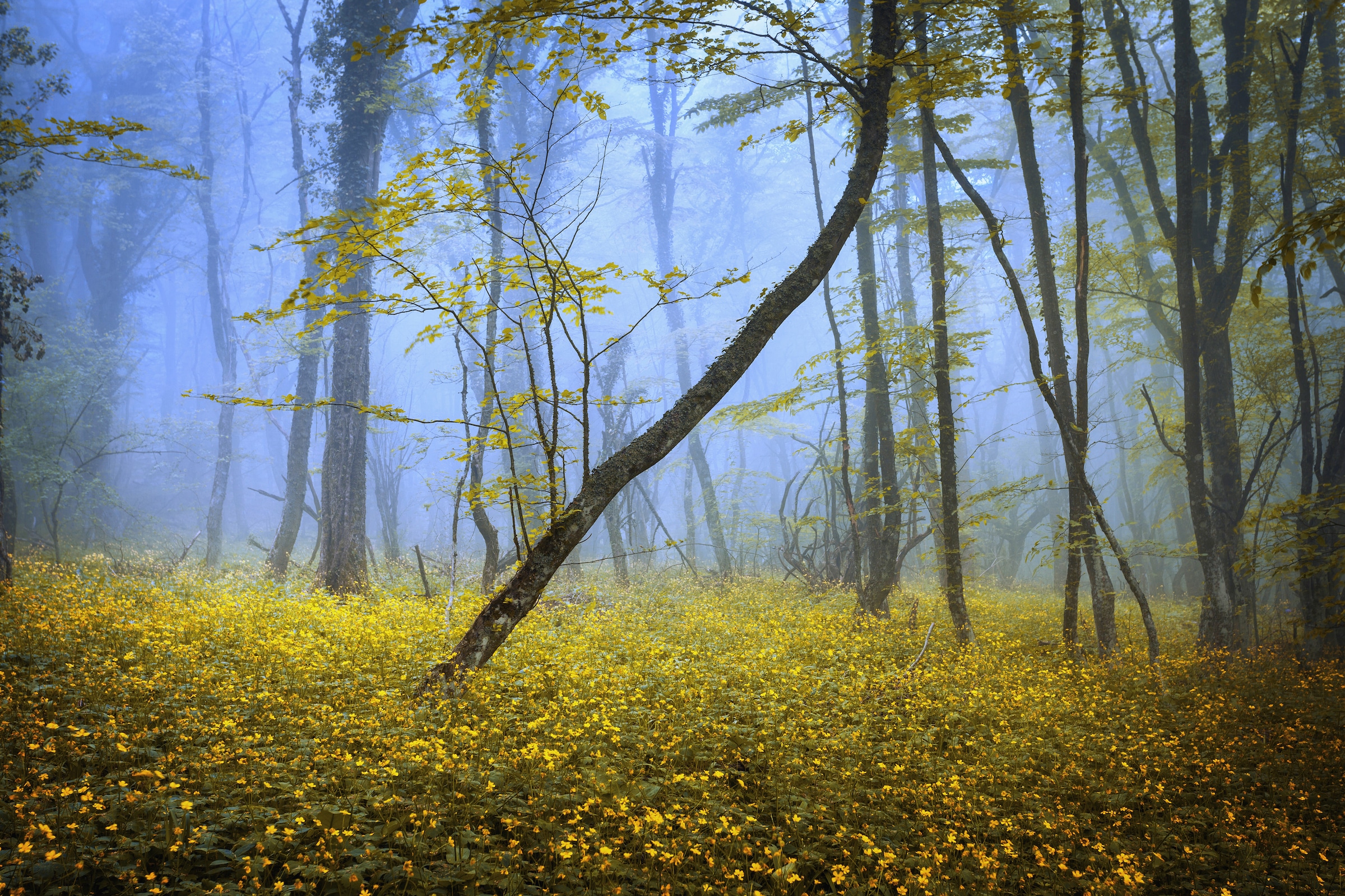 Image of Papermoon Fototapete "WALD-HERBST NATUR LANDSCHAFT BÄUME NEBEL BAUM BLUMEN"