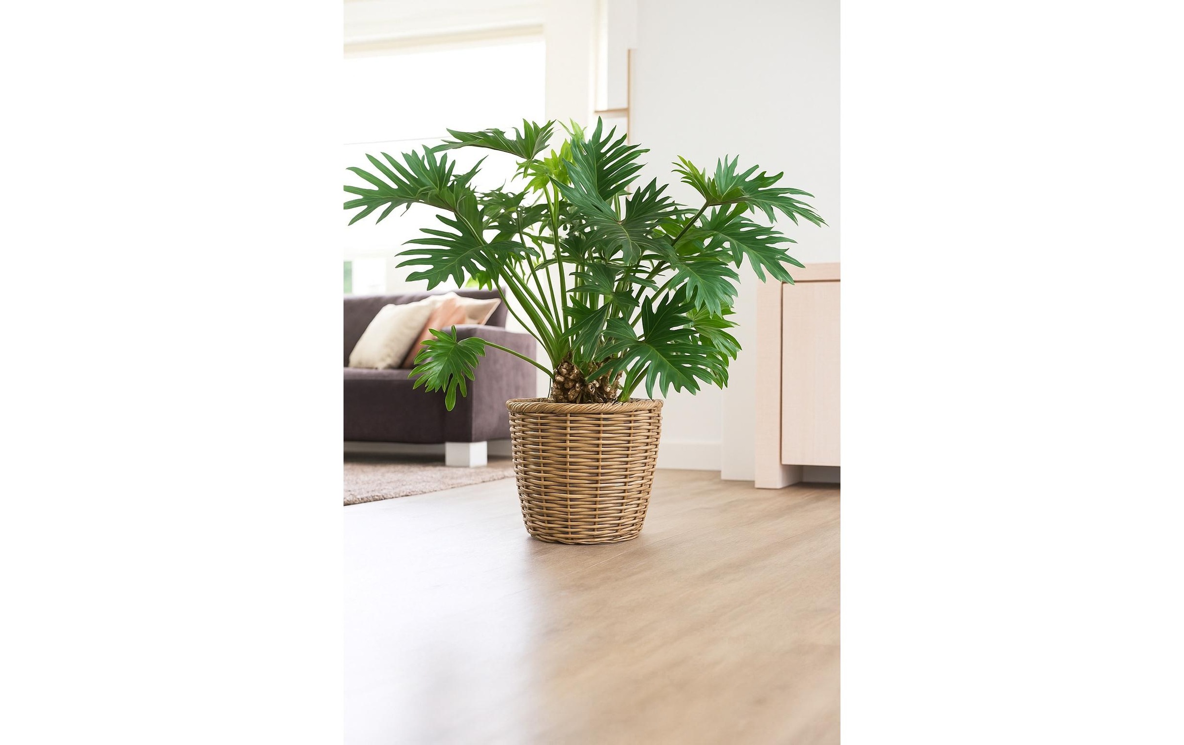   Blumentopf »CHALET Korb Chalet«