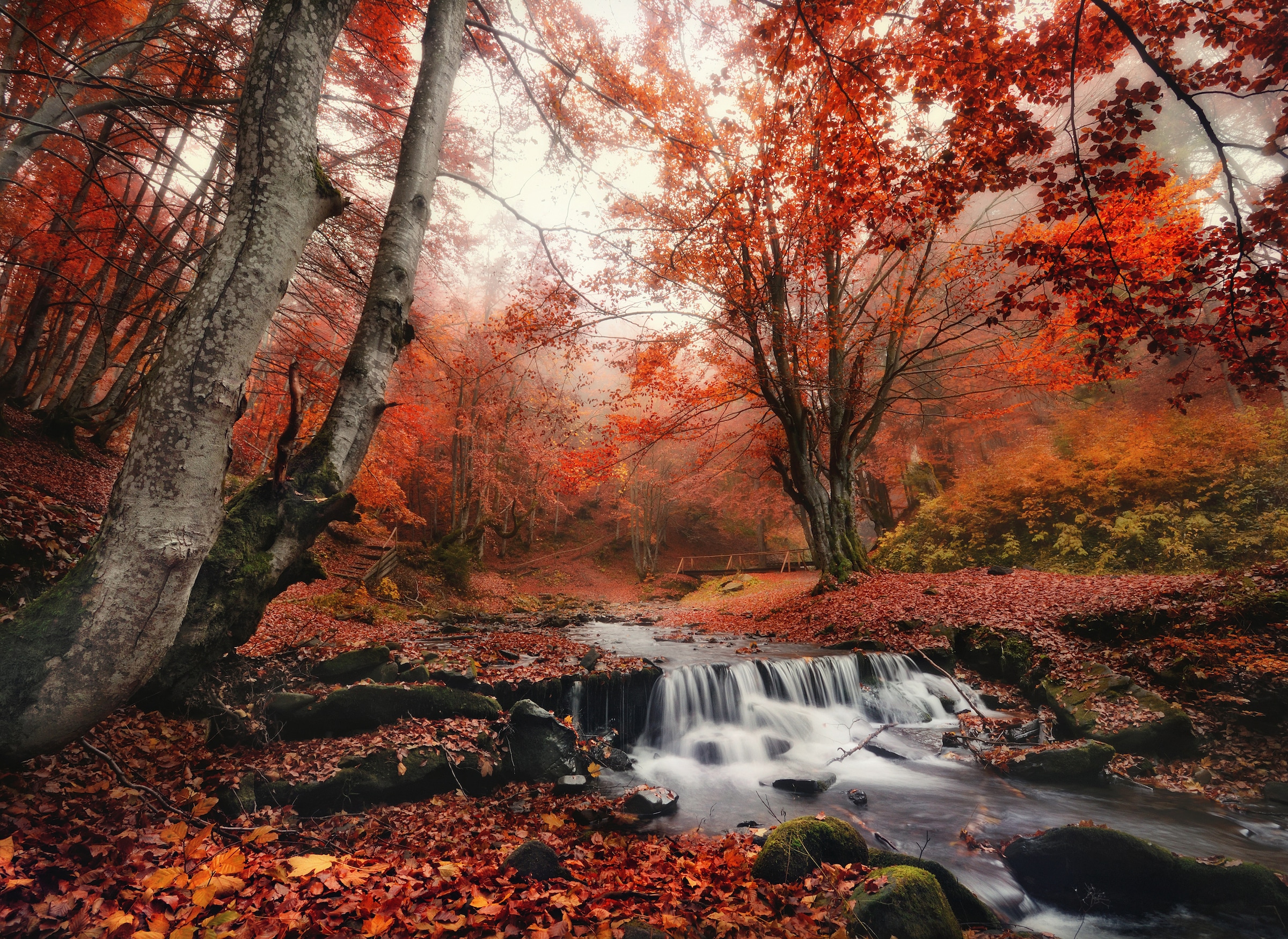 Image of Papermoon Fototapete "Foggy Forest Creek" glatt