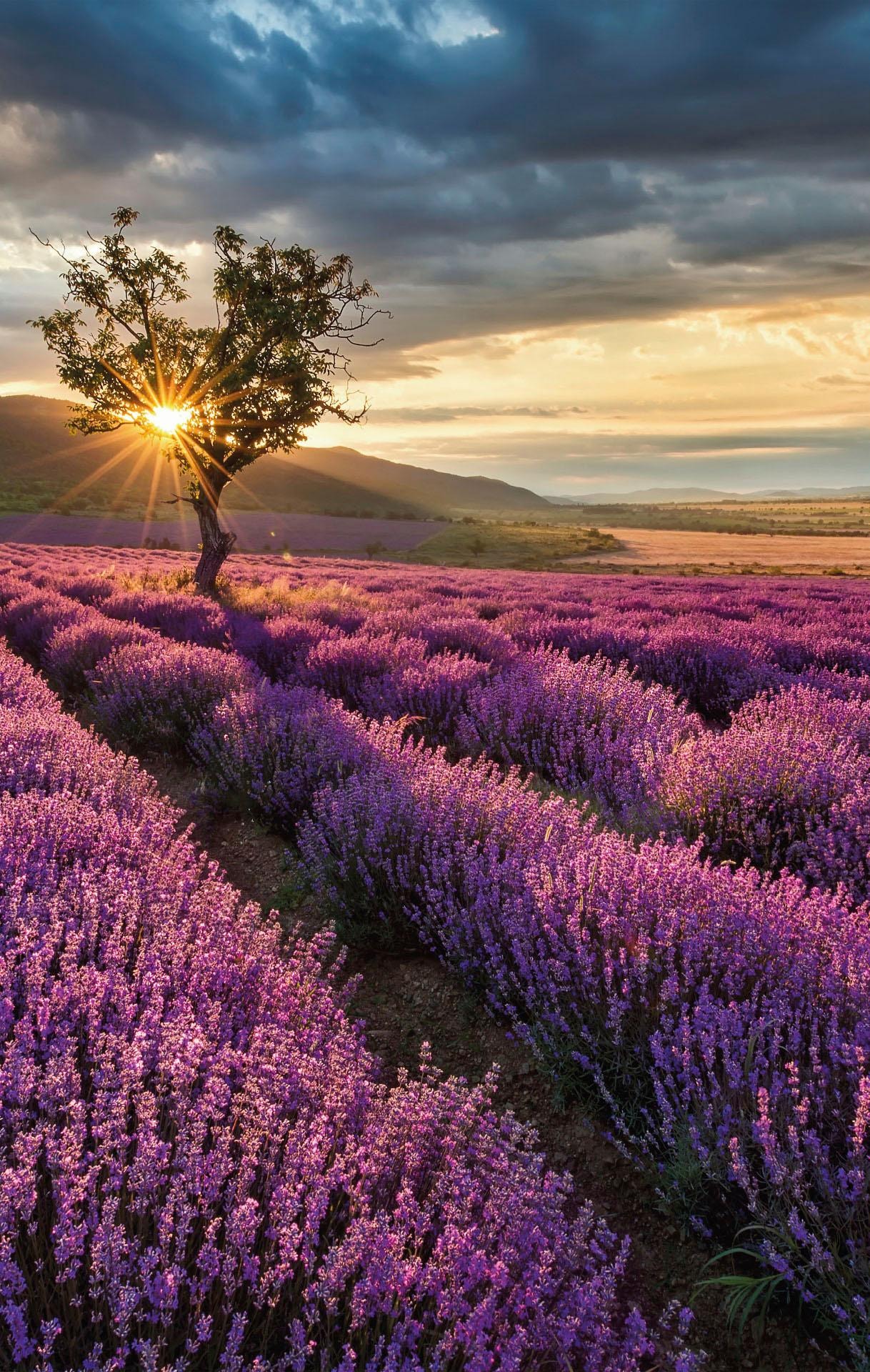 der auf in Wall-Art Entdecke »Lavendelblüte Vliestapete Provence«