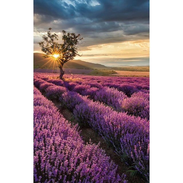 Entdecke Wall-Art Vliestapete »Lavendelblüte in der Provence« auf