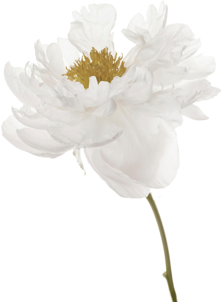 Image of queence Wandtattoo "Danile" Wandbild, Sticker, Blume, Blüte, selbstklebend