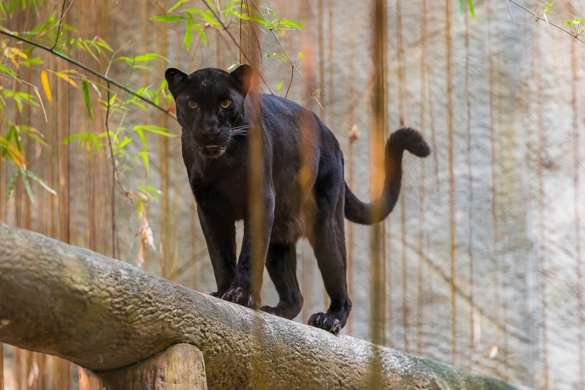 Fototapete »Panther«