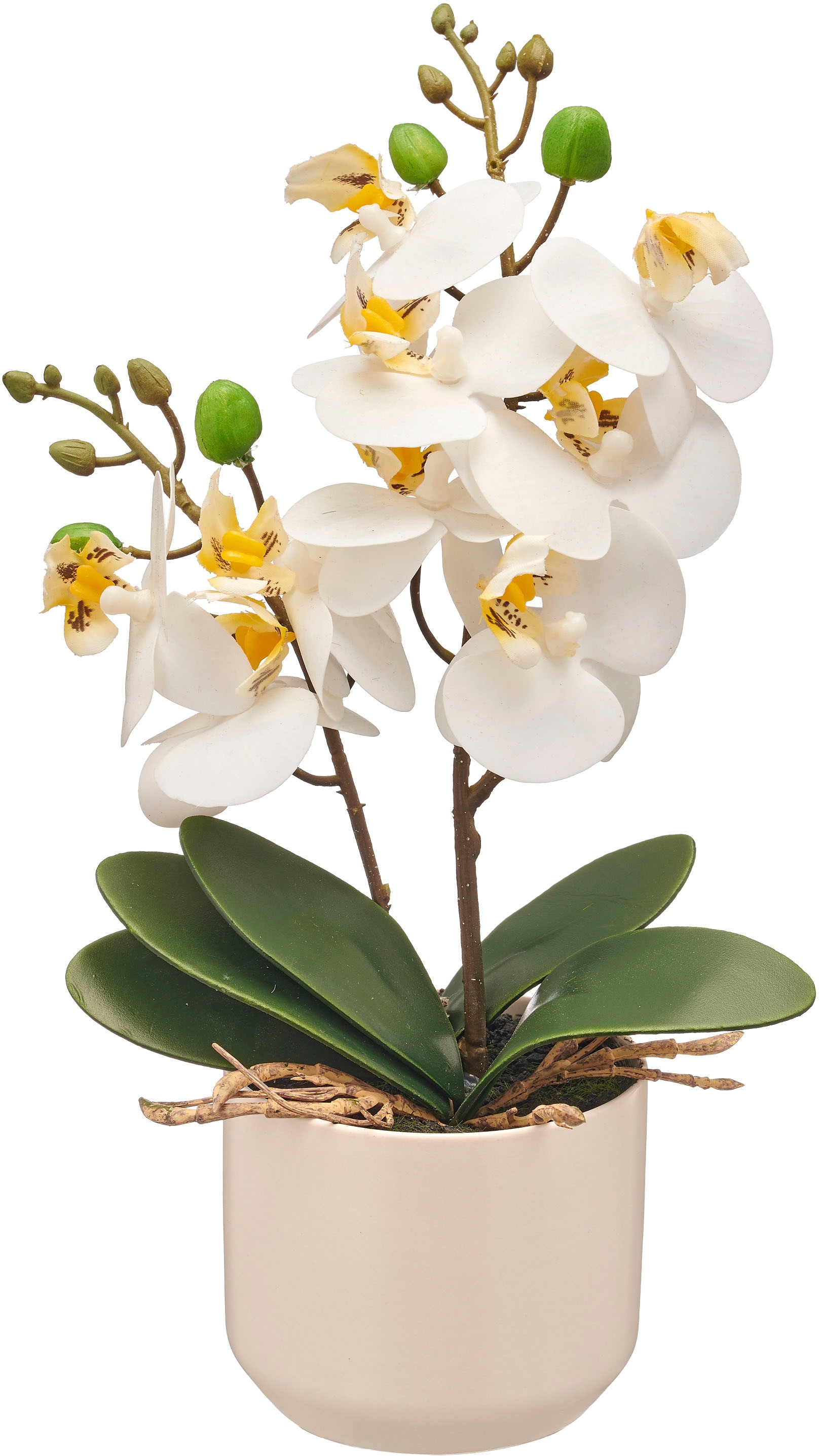 Creativ green Kunstorchidee »Orchidee Phalaenopsis«, mit real-touch-Blüten