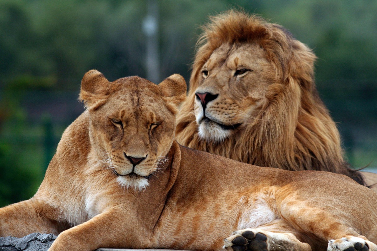 Image of Papermoon Fototapete »Löwen Pärchen«, Vliestapete, hochwertiger Digitaldruck, inklusive Kleister bei Ackermann Versand Schweiz