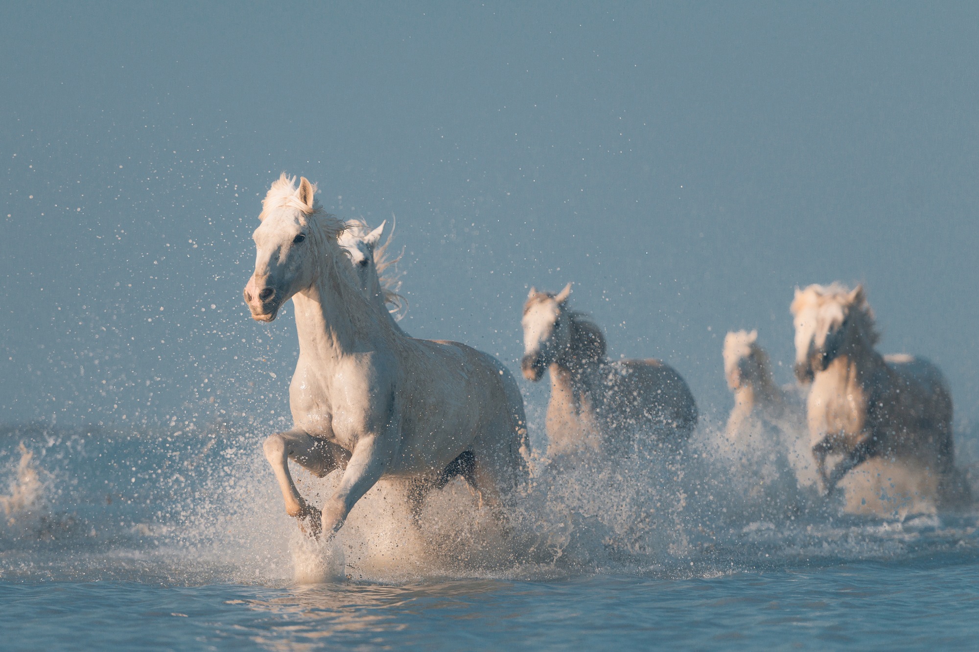 Image of Papermoon Fototapete "Photo-Art ROSTOVSKIY ANTON, ANGELS VON CAMARGUE"