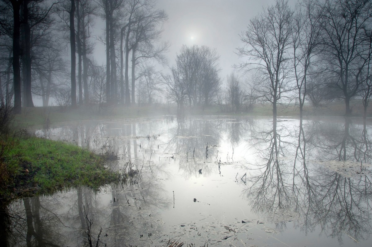 Image of Papermoon Fototapete »Geheimnisvoller Wald«, Vliestapete, hochwertiger Digitaldruck bei Ackermann Versand Schweiz