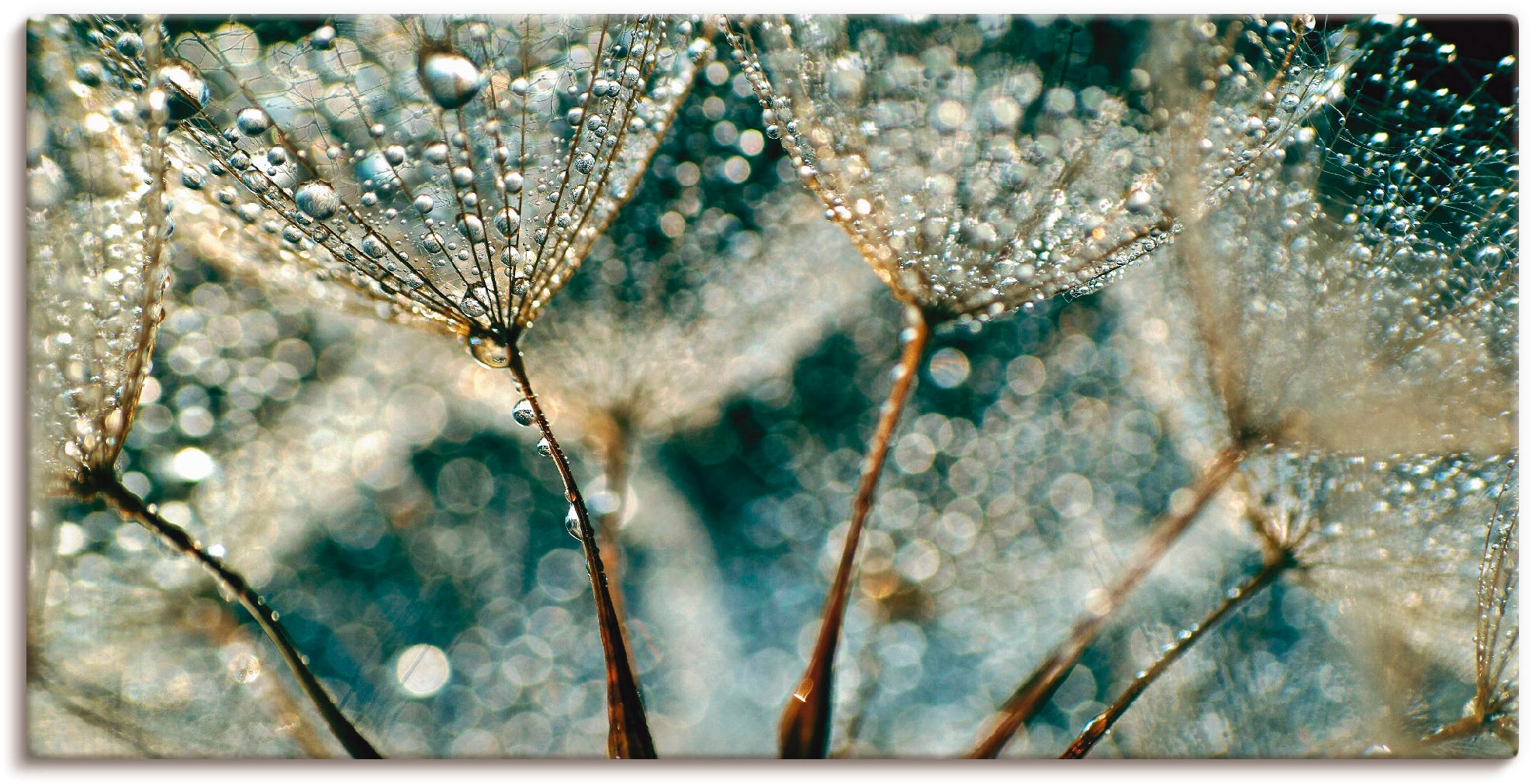 Image of Artland Leinwandbild "Pusteblume Regenschauer" Blumen 1 Stk. tlg. auf Holzrahmen gespannt