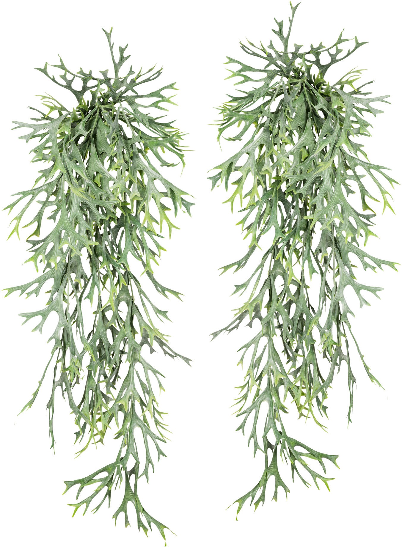 Image of Creativ green Kunstranke »Geweihfarnhänger«, (2 St.), 2er Set bei Ackermann Versand Schweiz