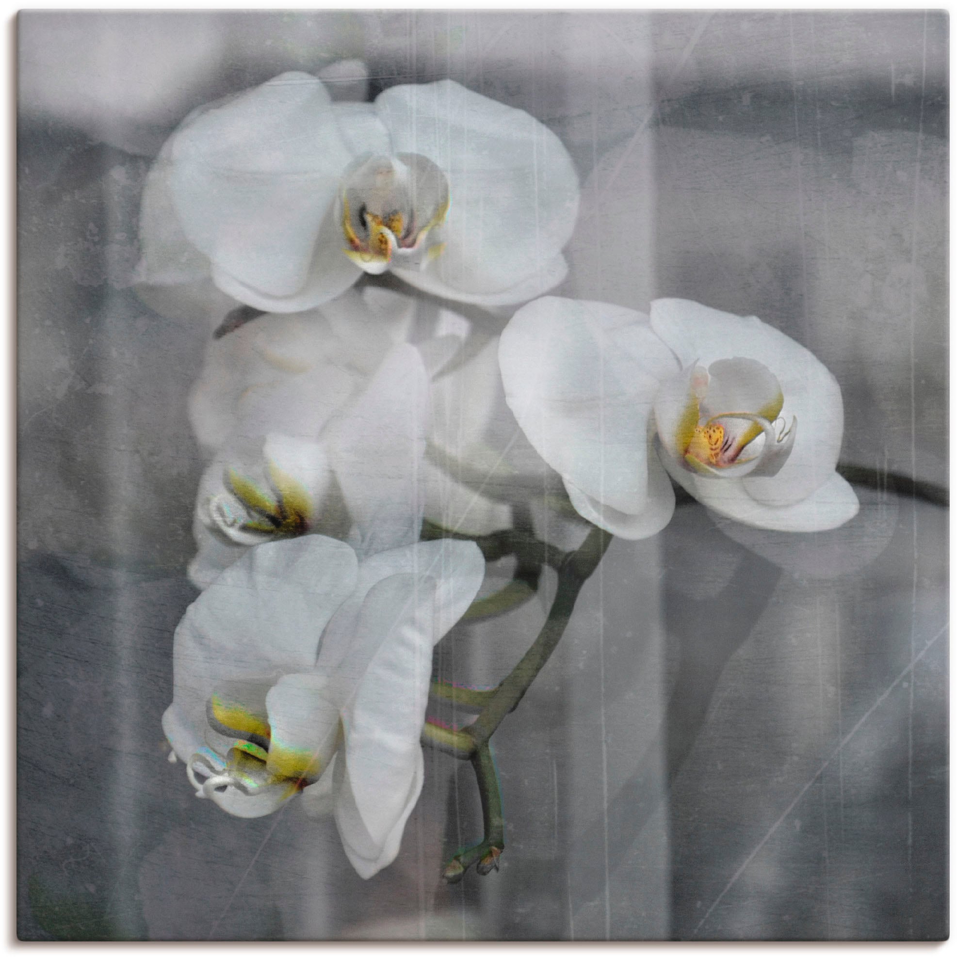 Image of Artland Leinwandbild "Weisse Orchideen - white Orchid" Blumen 1 Stk. tlg. auf Holzrahmen gespannt