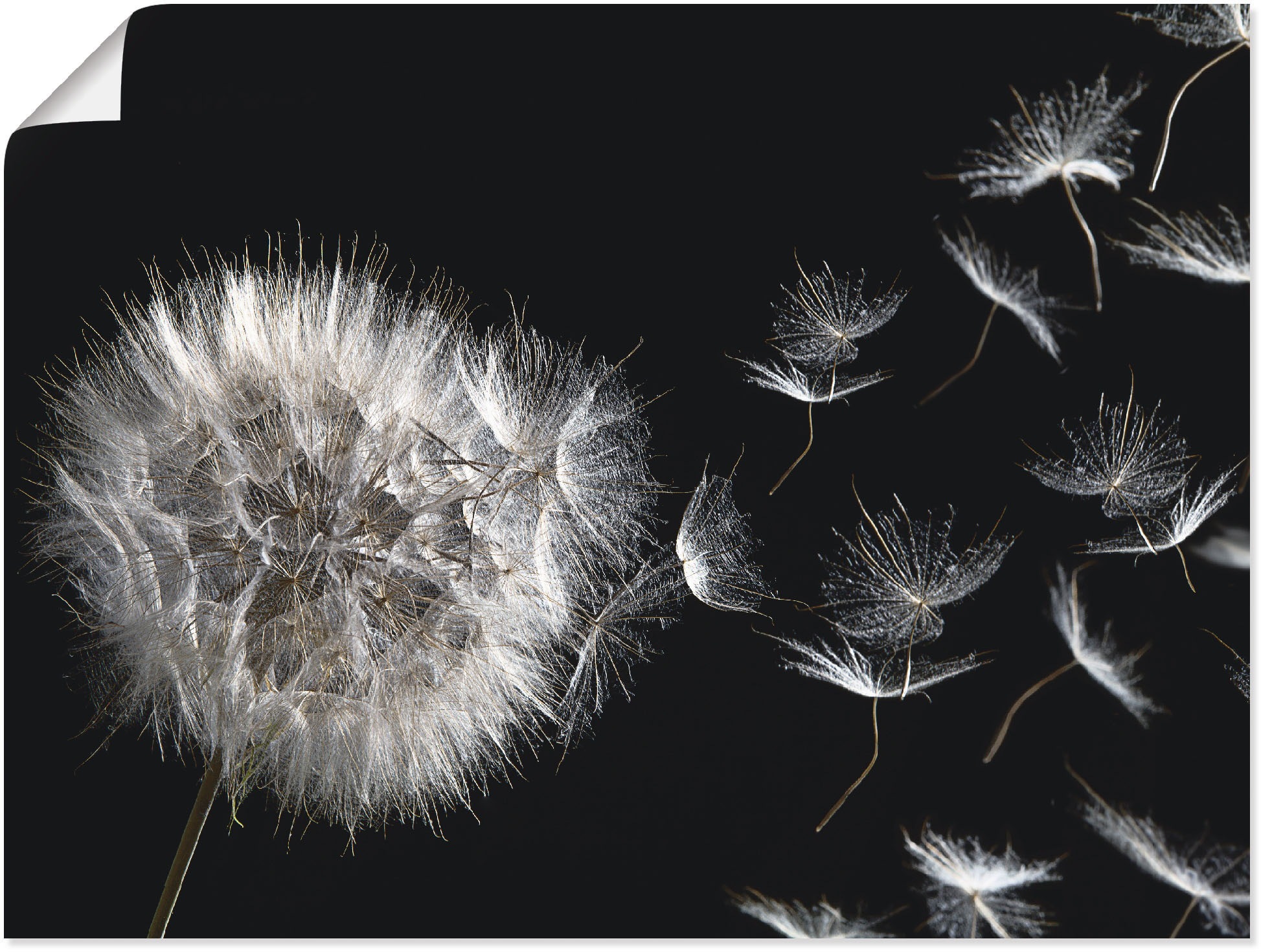 Image of Artland Wandbild "Pusteblume" Blumenbilder 1 Stk. tlg. als Leinwandbild, Poster in verschied. Grössen