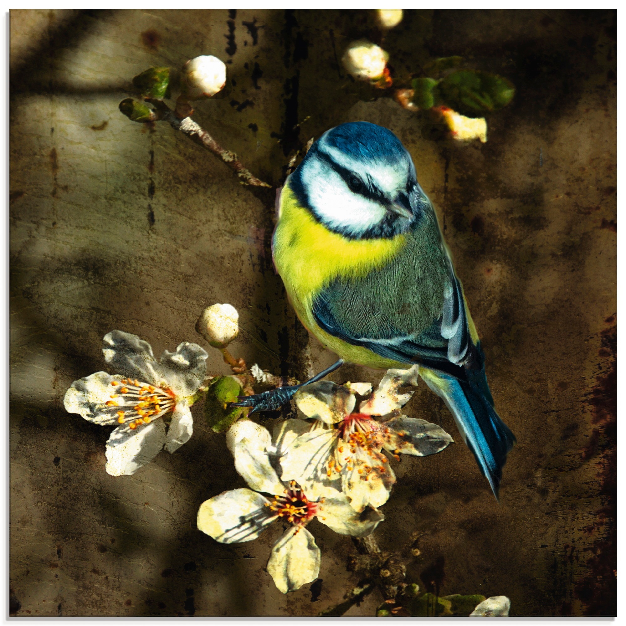 Image of Artland Glasbild »Blaumeise auf Kirschzweig«, Vögel, (1 St.) bei Ackermann Versand Schweiz