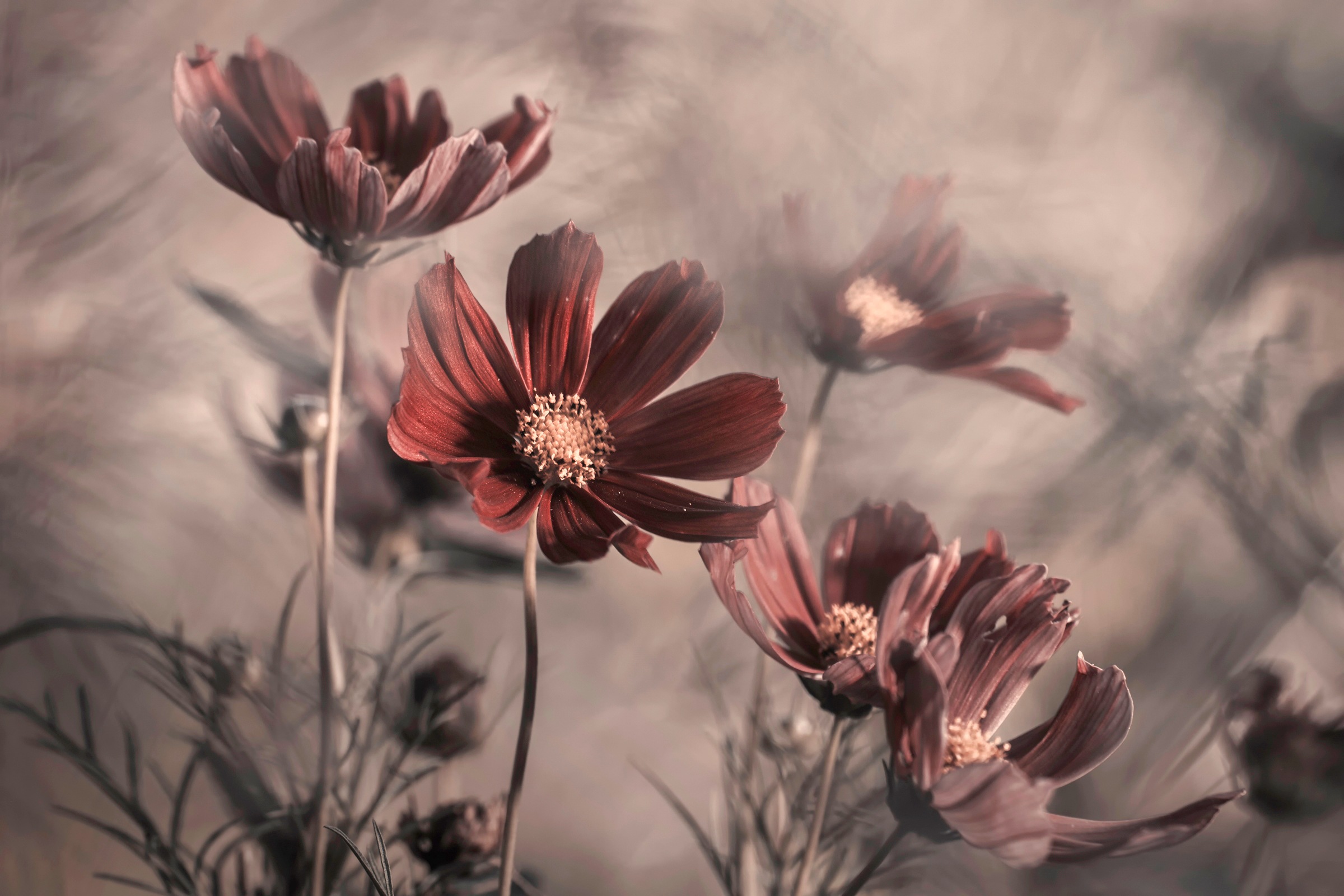 Image of Papermoon Fototapete »Photo-Art FABIEN BRAVIN, COSMOS 2019«, Vliestapete, hochwertiger Digitaldruck, inklusive Kleister bei Ackermann Versand Schweiz