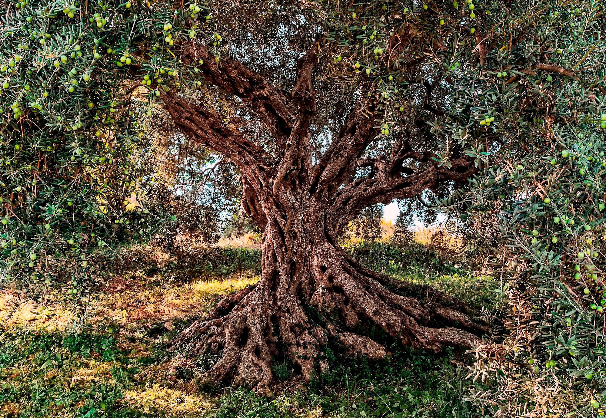 Image of Komar Fototapete »Olive Tree«, bedruckt-Wald-Meer, ausgezeichnet lichtbeständig bei Ackermann Versand Schweiz