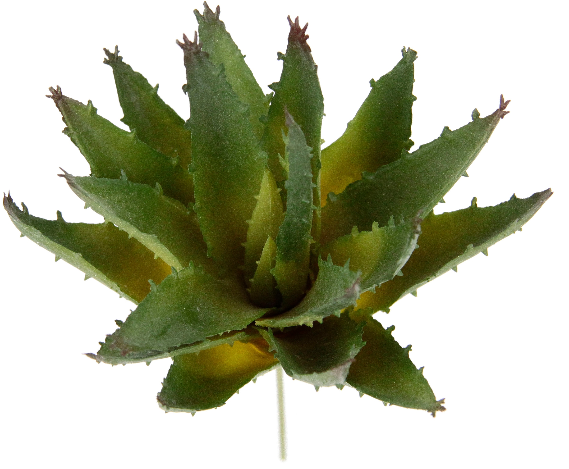 I.GE.A. Kunstpflanze »Dekorative Sukkulenten«, 4er Set, künstliche Pflanzen,  Sukkulenten, Aloe, Agave, Kaktus jetzt kaufen